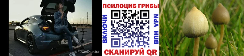 гидра сайт Амурск Псилоцибиновые грибы Psilocybine cubensis